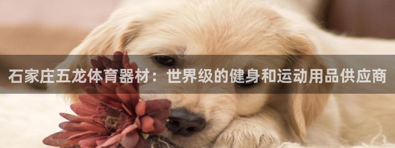 星欧娱乐公司创始人背景故事简介：石家庄五龙体育器材：